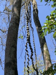 Schnella microstachya