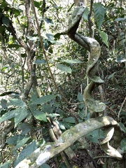 Schnella microstachya