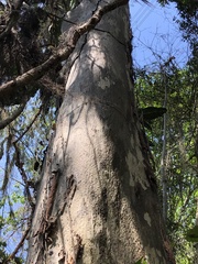 Libidibia ferrea leiostachya