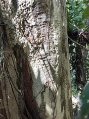 Libidibia ferrea leiostachya