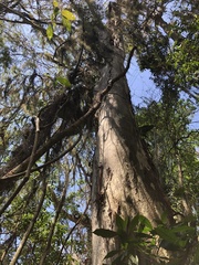 Libidibia ferrea leiostachya