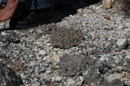 Gibbaeum hartmannianum