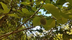 Annona holosericea