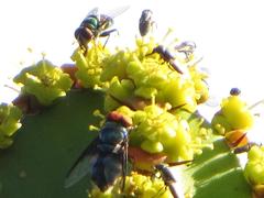 Chrysomya marginalis