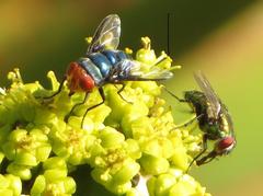 Chrysomya marginalis