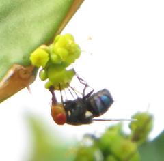 Chrysomya marginalis