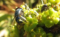 Chrysomya marginalis