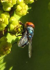 Chrysomya marginalis