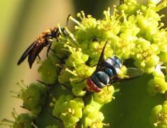 Chrysomya marginalis