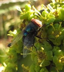 Chrysomya marginalis