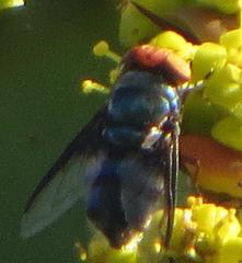 Chrysomya marginalis