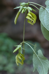 Gonolobus spiranthus