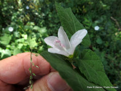 Pavonia columella