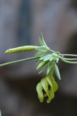 Gonolobus spiranthus