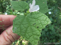 Pavonia columella