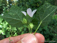 Pavonia columella