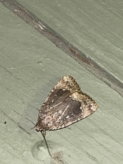 Amphipyra pyramidoides