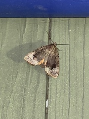 Amphipyra pyramidoides