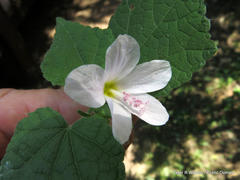 Pavonia columella