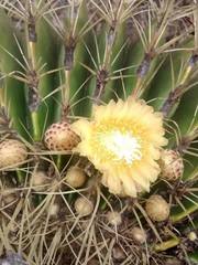 Ferocactus histrix