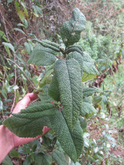 Aristeguietia glutinosa