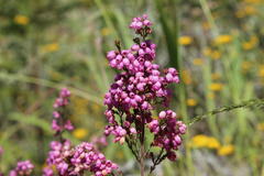 Erica gracilis