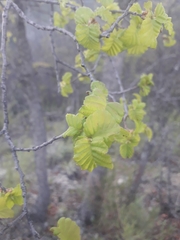 Nothofagus glauca