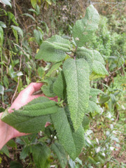 Aristeguietia glutinosa