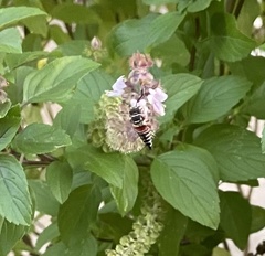 Coelioxys slossoni