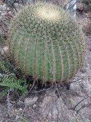 Ferocactus histrix