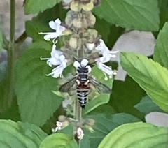 Coelioxys slossoni