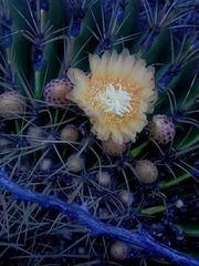 Ferocactus histrix