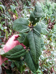 Aristeguietia glutinosa