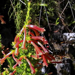 Erica curviflora curviflora