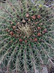Ferocactus histrix