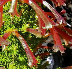Erica curviflora curviflora