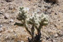 Cylindropuntia echinocarpa