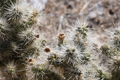 Cylindropuntia echinocarpa