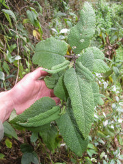 Aristeguietia glutinosa