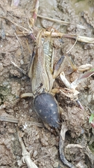 Neoscapteriscus vicinus