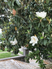 Magnolia grandiflora