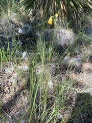 Brachystigma wrightii