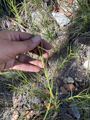 Brachystigma wrightii