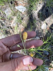 Brachystigma wrightii