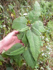 Aristeguietia glutinosa