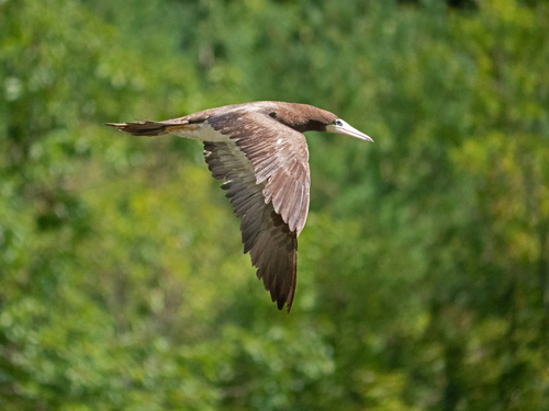 Brown Booby, Emerald Lake State Park, Dorset, VT, USA, photo 7 of 10