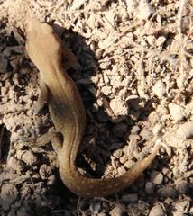 Pachydactylus geitje