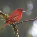 Hepatic Tanager - Photo (c) Francesco Veronesi, some rights reserved (CC BY-NC-SA)