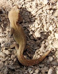 Pachydactylus geitje