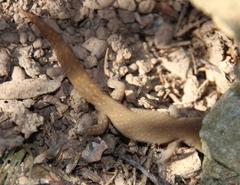 Pachydactylus geitje